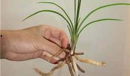 国产草b,绿色生态，引领未来农业发展新潮流