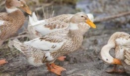 鸭子国产视频,鸭子的趣味生活大揭秘