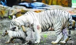 国产白虎一区,探寻东方武侠的传奇魅力