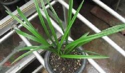 国产草b,绿色生态，引领未来农业发展新潮流